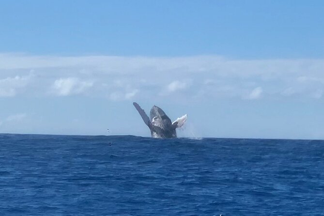 Humpback Whale and Dolphin Watch in Kona - Price and value at $109