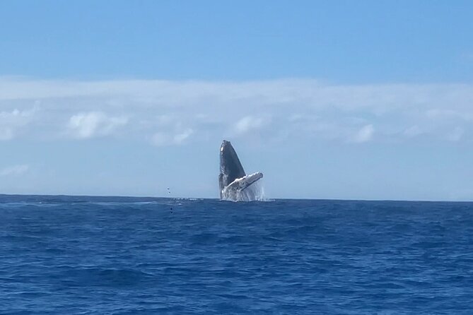 Humpback Whale and Dolphin Watch in Kona - What to bring for the open water