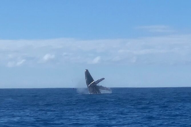 Humpback Whale and Dolphin Watch in Kona - Meeting points, timing, and cancellation