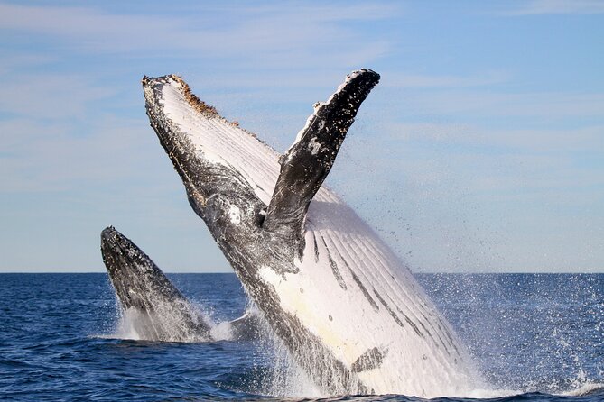 Humpback Whale Encounter Tour from Newcastle - Key points to know before booking