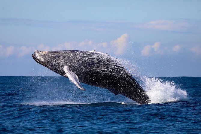 Humpback Whale Encounter Tour from Newcastle - Leaving Dock C for the Hunter Coast