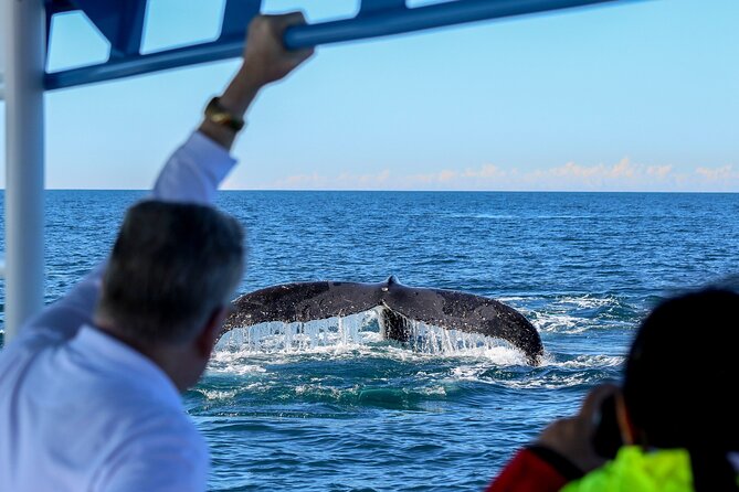 Humpback Whale Encounter Tour from Newcastle - Is $89.66 good value?