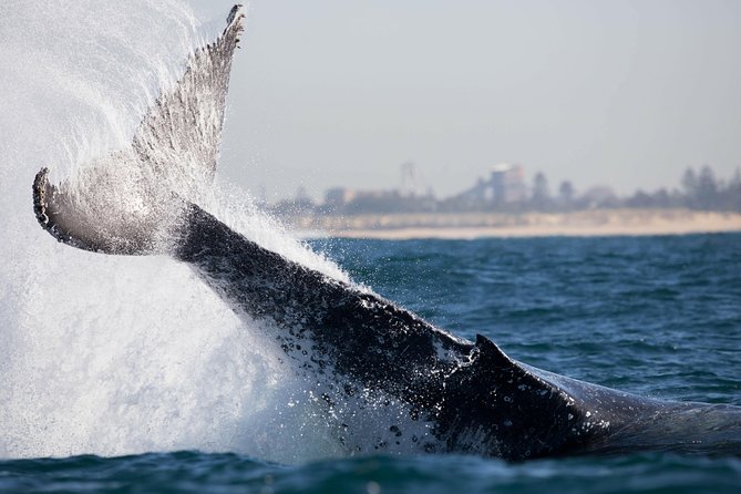 Humpback Whale Encounter Tour from Newcastle - Sea conditions and realistic expectations