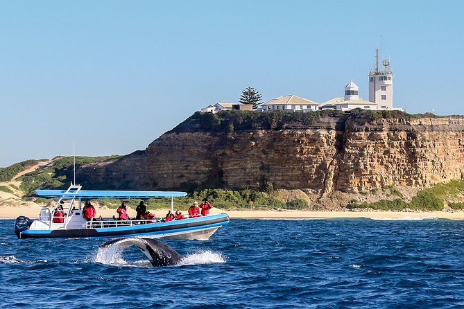 Humpback Whale Encounter Tour from Newcastle - Searching offshore for humpbacks