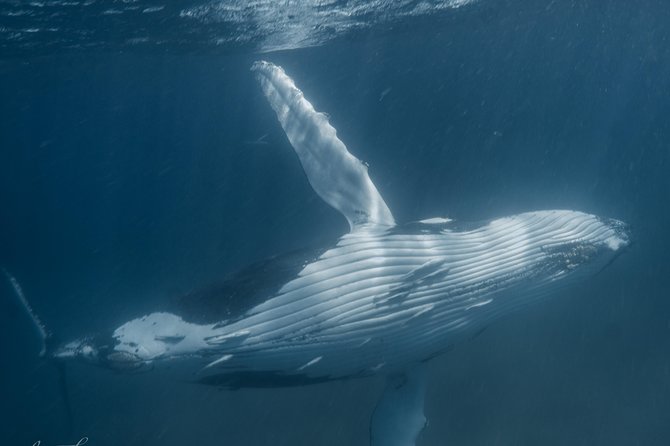 Humpback Whale Safari - Key points before you book