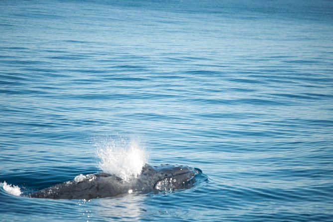 Humpback Whale Safari - Why Ningaloo’s humpbacks make this a special day
