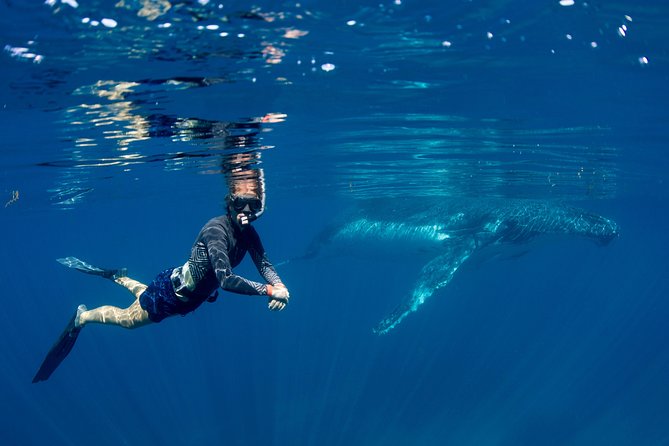 Humpback Whale Safari - Following the whales along Ningaloo Reef