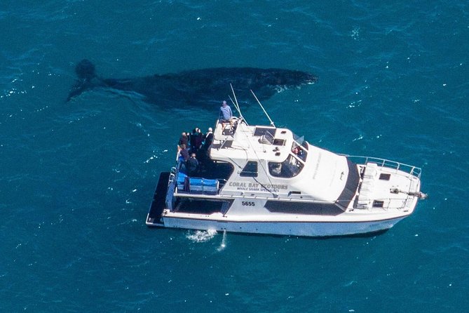 Humpback Whale Safari - Watching from the boat or entering the water