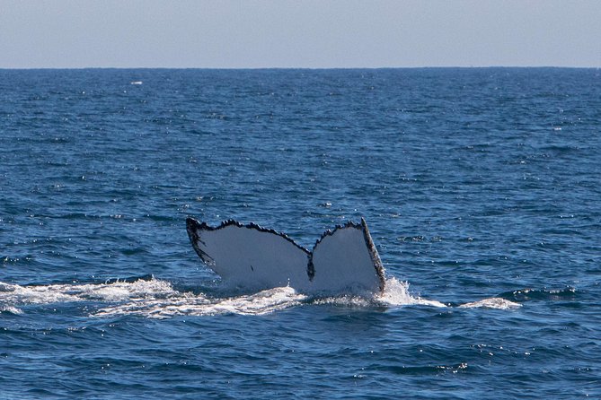 Humpback Whale Safari - Lunch, snacks, and a glass of sparkling wine
