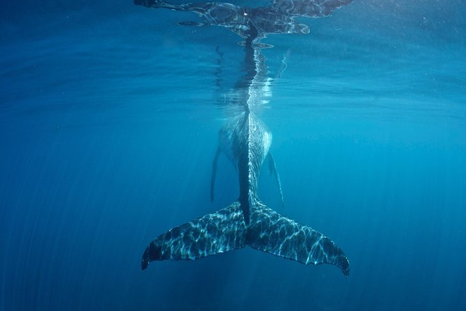 Humpback Whale Safari - An early 7:30 am start in Coral Bay