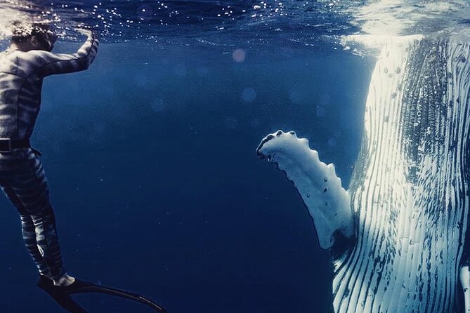 Humpback whale watching and marine life in Moorea - What matters most before you book