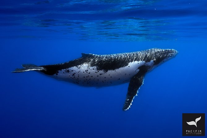 Humpback whale watching and marine life in Moorea - A three-hour search from a small boat