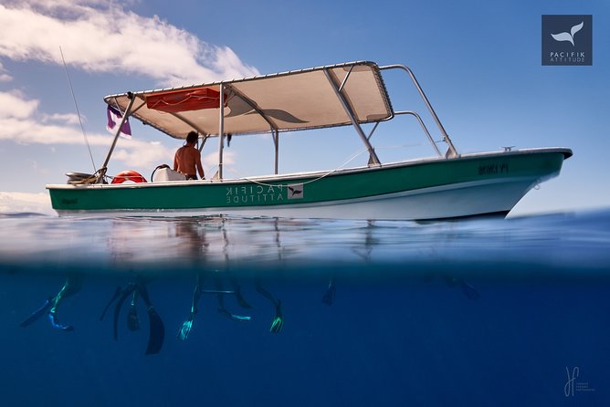 Humpback whale watching and marine life in Moorea - Swimming with whales requires the right conditions