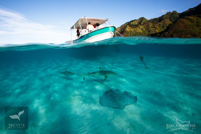 Humpback whale watching and marine life in Moorea - Moorea offers more than humpbacks