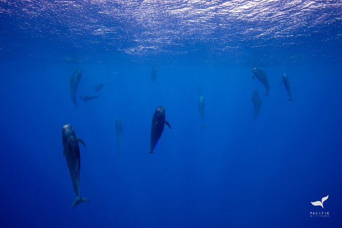 Humpback whale watching and marine life in Moorea - Meeting points change by season