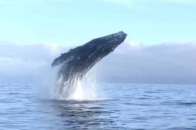 Humpback Whale Watching • Private Tour • Punta Mita - Searching the Humpback Grounds