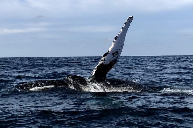 Humpback Whale Watching • Private Tour • Punta Mita - Drinks, Gear, and What You Need to Bring