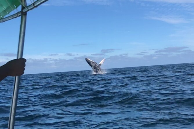 Humpback Whale Watching • Private Tour • Punta Mita - Weather, Timing, and the Return to Punta Mita