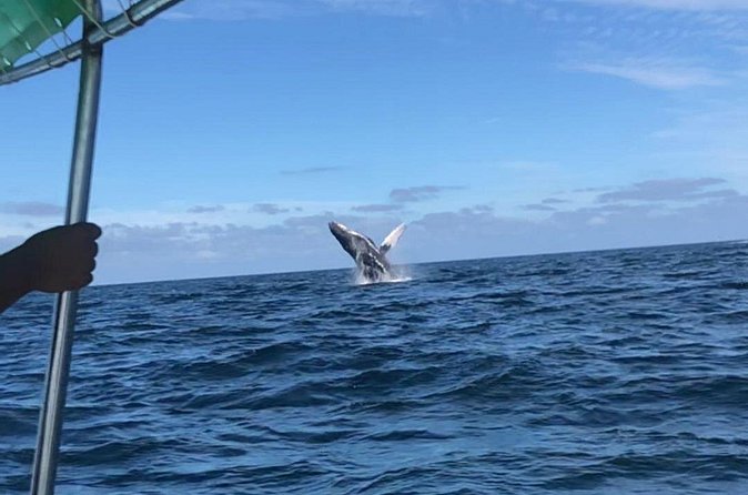 Humpback Whale Watching • Private Tour • Punta Mita - Who Will Get the Most From This Trip