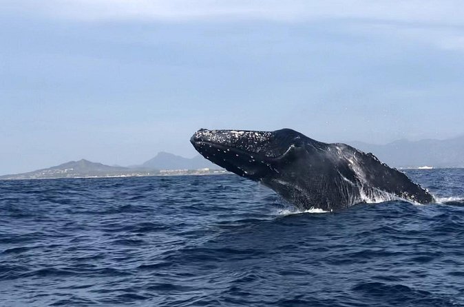 Humpback Whale Watching • Private Tour • Punta Mita - Is $297.86 a Fair Price?