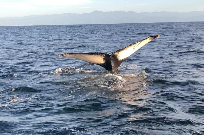 Humpback Whale Watching • Private Tour • Punta Mita - Should You Book the Punta Mita Whale Tour?