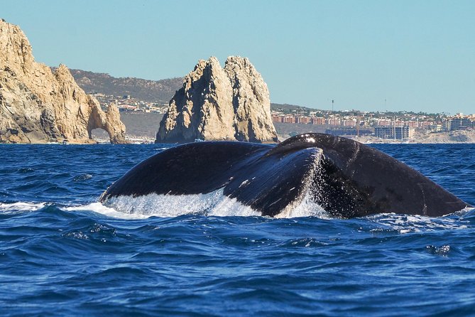Humpback Whales in Cabo San Lucas - Why this Cabo whale tour feels different from a standard boat ride