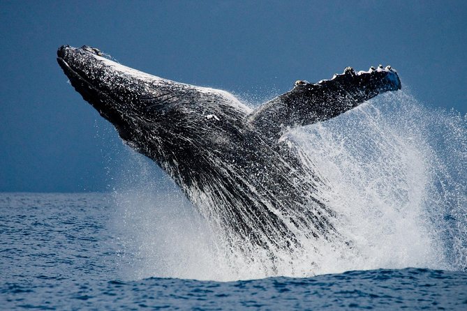 Humpback Whales in Cabo San Lucas - The boat ride, comfort, and motion