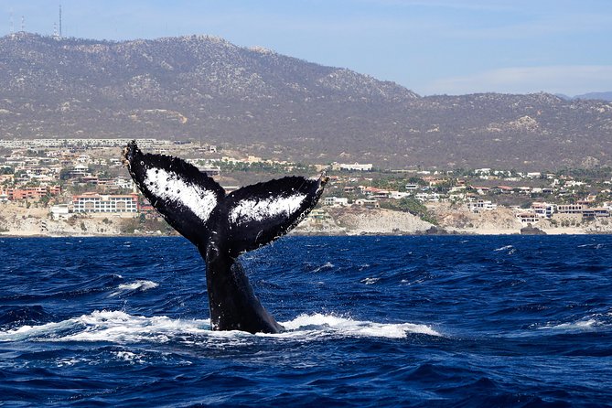 Humpback Whales in Cabo San Lucas - Is $99 a fair price?