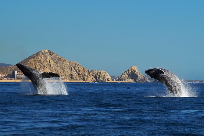 Humpback Whales in Cabo San Lucas - Best departure time and best season considerations