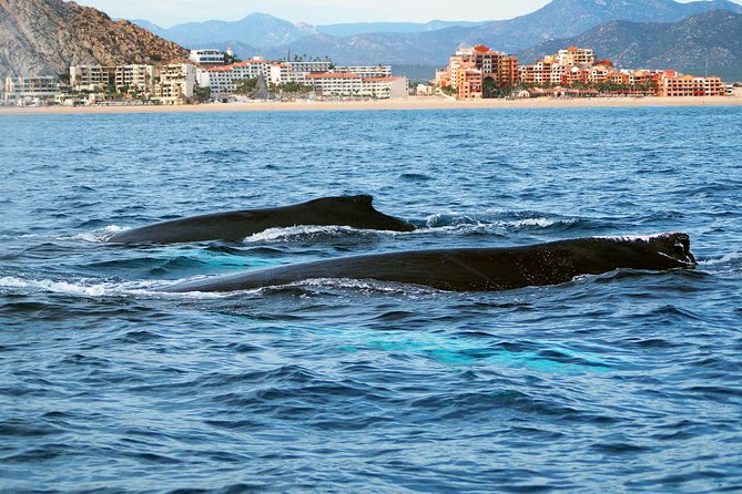Humpback Whales in Cabo San Lucas - Who should book this experience?