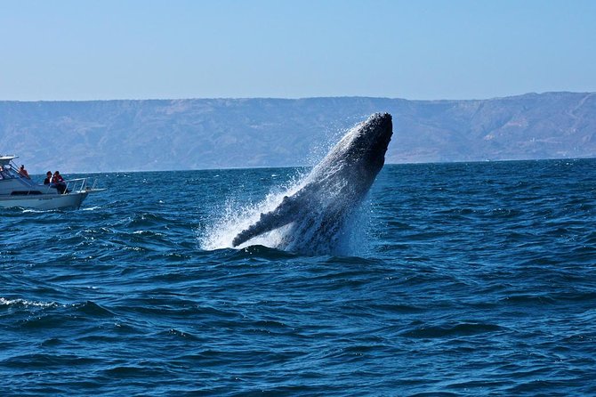 Humpback whales Watching + Samana Eco-Tour - Why Samaná Bay makes this more than a standard boat trip