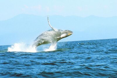 Humpback whales Watching + Samana Eco-Tour