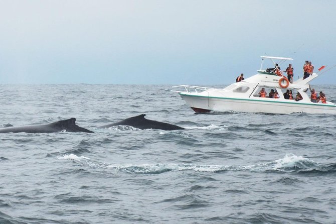 Humpback whales Watching + Samana Eco-Tour - What $165 buys you