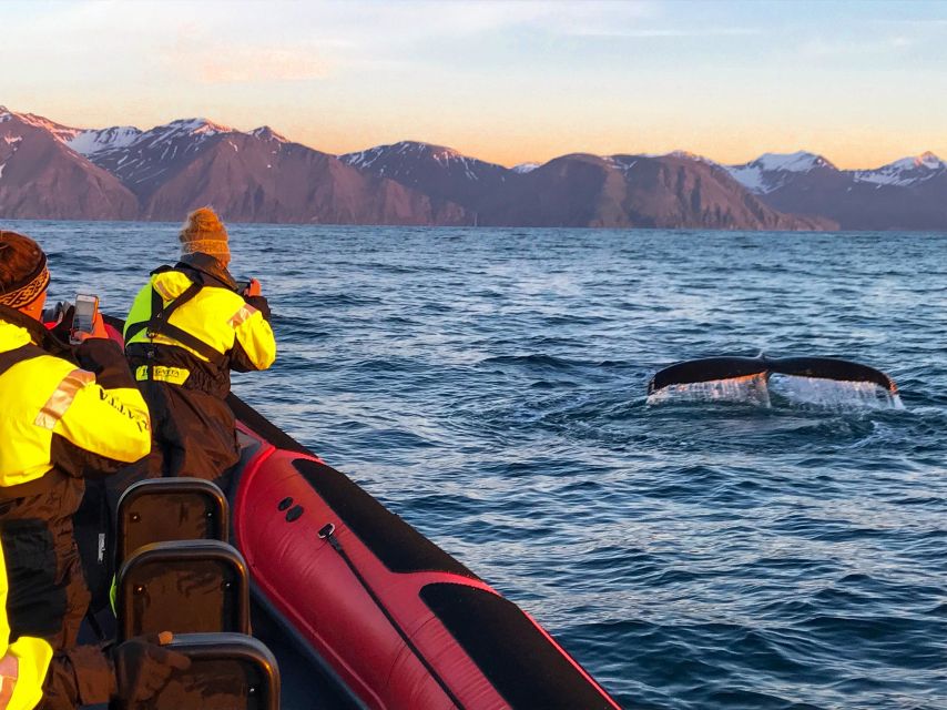 Húsavík: Big Whales and Puffin Island Speedboat Tour - Key points before you book