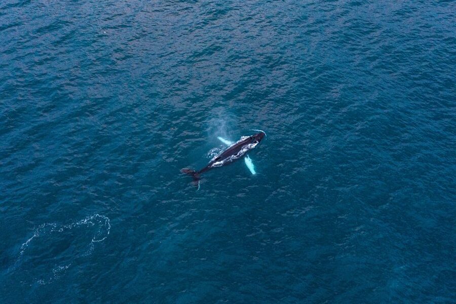 Húsavík: Big Whales and Puffin Island Speedboat Tour - Who should choose this tour?