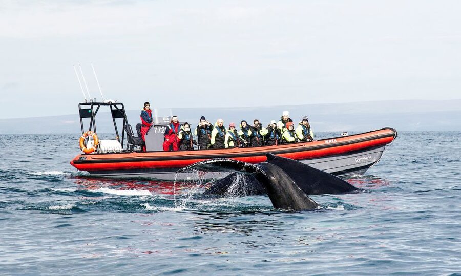Húsavík: Big Whales and Puffin Island Speedboat Tour - Why the RIB changes the whale-watching experience
