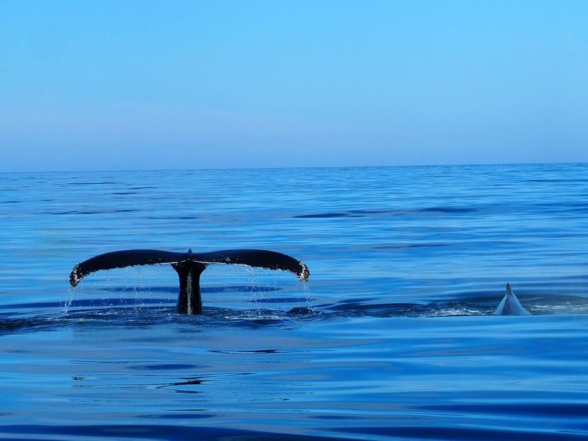 Húsavík: Big Whales and Puffin Island Speedboat Tour - The ride across Skjálfandi Bay
