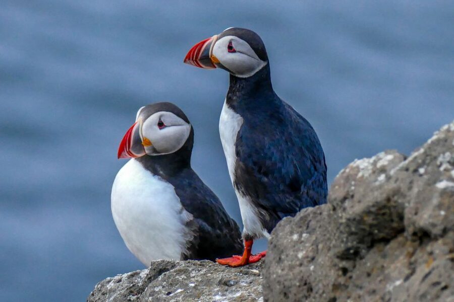 Húsavík: Big Whales and Puffin Island Speedboat Tour - Lundey Island and its puffin crowds
