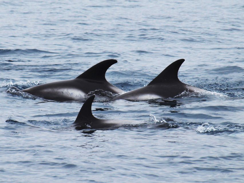 Húsavík: Big Whales and Puffin Island Speedboat Tour - Tjörnes Peninsula and the changing coast
