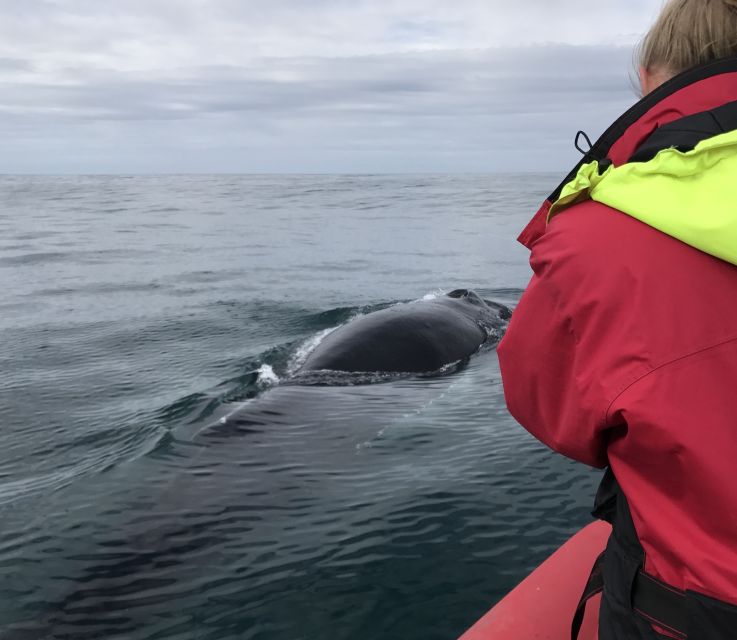Húsavík: Big Whales and Puffin Island Speedboat Tour - Staying warm on an exposed boat
