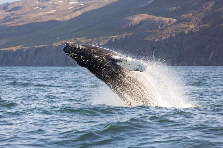 Húsavík: Big Whales and Puffin Island Speedboat Tour - What $198 buys you