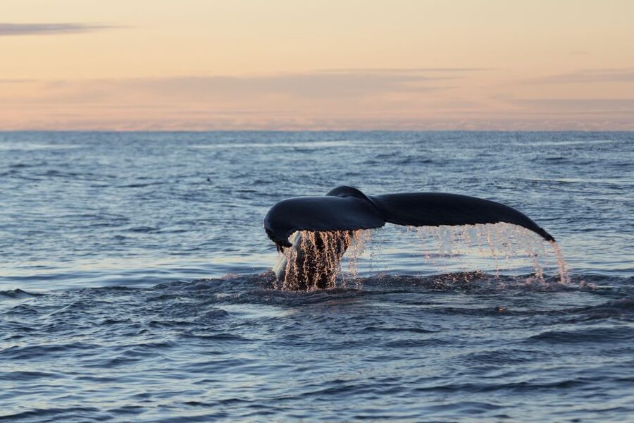 Húsavík: Big Whales and Puffin Island Speedboat Tour - How the guides shape the outing