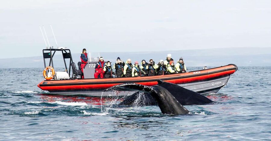 Húsavík: Big Whales and Puffin Island Speedboat Tour - From Hafnarstétt 11 to the harbor
