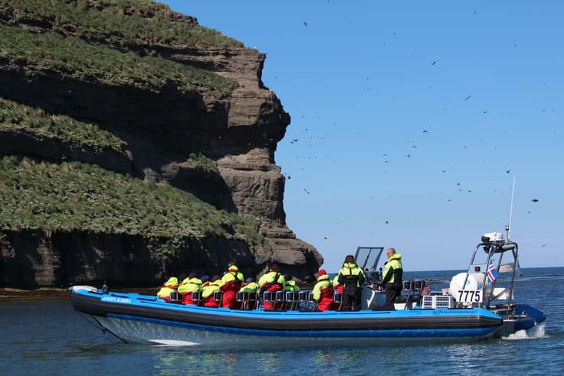 Húsavík: Original Big Whale Safari & Puffins by Speedboat - Should you book the Húsavík RIB safari?