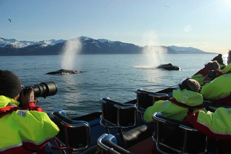 Húsavík: Original Big Whale Safari & Puffins by Speedboat - Why the RIB makes a difference in Skjálfandi Bay