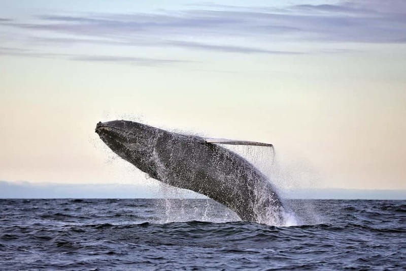 Húsavík: Original Big Whale Safari & Puffins by Speedboat - Puffin Island from April 15 through August 15