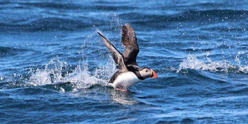 Húsavík: Original Big Whale Safari & Puffins by Speedboat - Two hours of searching for whales