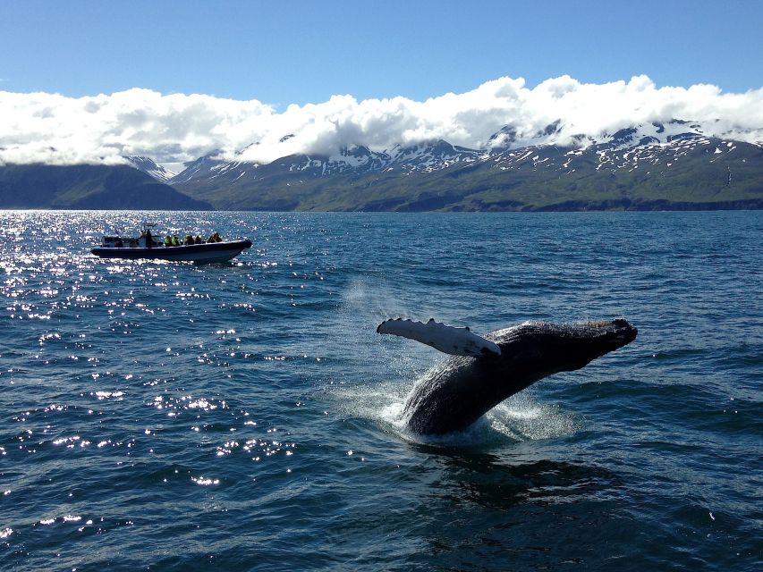 Húsavík: Original Big Whale Safari & Puffins by Speedboat - What the ride really feels like