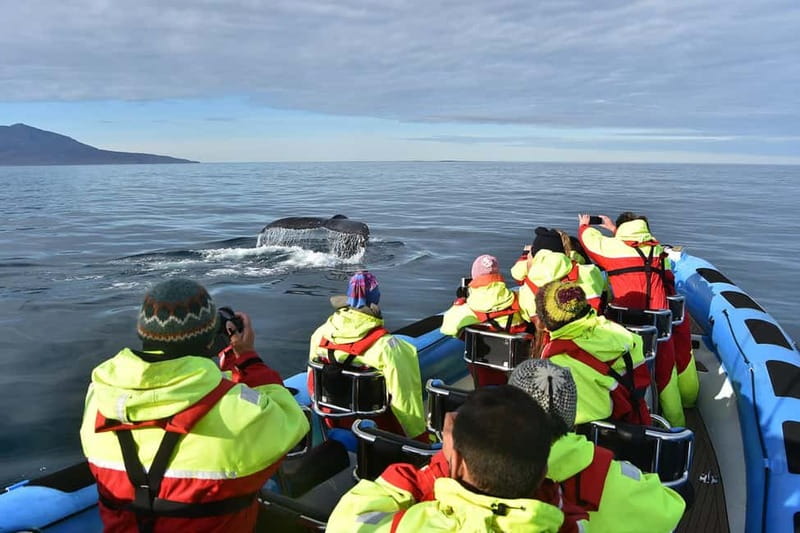 Húsavík: Original Big Whale Safari & Puffins by Speedboat - Is $175 a fair price?