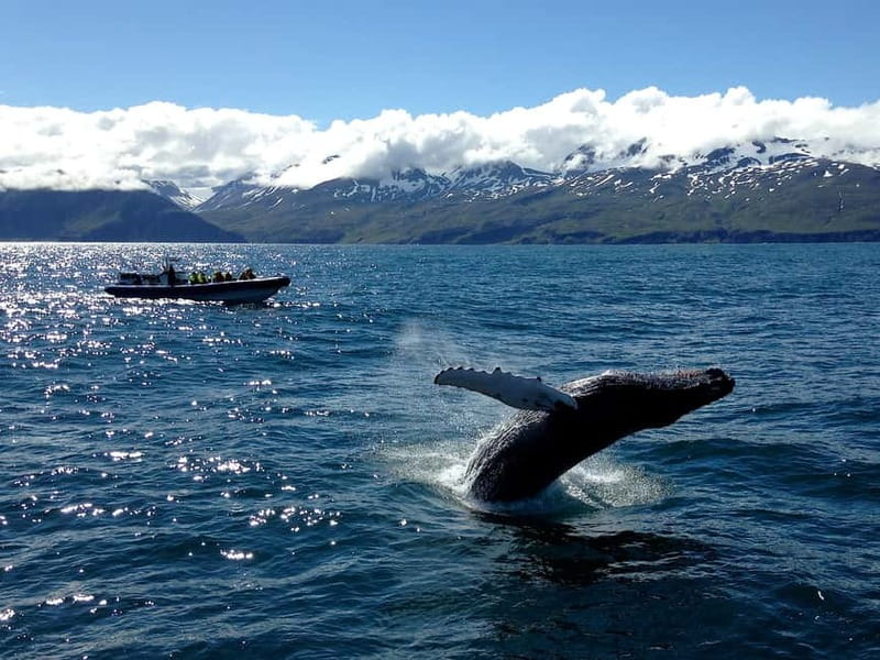Húsavík: Original Big Whale Safari & Puffins by Speedboat - Who should choose this tour?